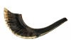 Black Rams Horn Shofar sizes 11"-12" - Natural by aJudaica