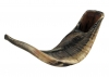 Black Rams Horn Shofar sizes 15"-18" - Natural by aJudaica