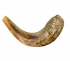 Medium Rams Horn Shofar - Natural by aJudaica