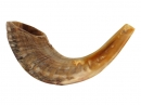 Rams Horn Shofar sizes 13"-14" - Natural