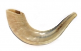 Small Rams Horn Shofar - Polished