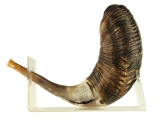 Large Ram