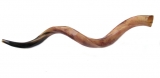 Jumbo Yemenite Polished Shofar