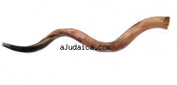 Jumbo Yemenite Polished Shofar by aJudaica