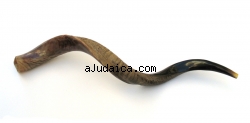 Large Yemenite Shofar - Half Polished Half Natural by aJudaica