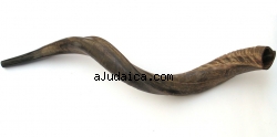 Medium Yemenite Shofar - Natural by aJudaica