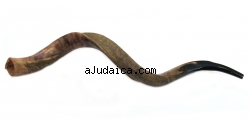 Jumbo Yemenite Shofar - Half Polished Half Natural by aJudaica