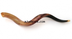 4 Yemenite Polished Shofars 36" by aJudaica