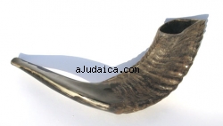 Black Rams Horn Shofar sizes 13"-14" - Natural by aJudaica
