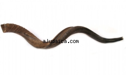Extra Large Yemenite Natural Shofar by aJudaica