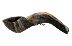 Black Rams Horn Shofar sizes 15"-18" - Natural by aJudaica