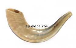 Rams Horn Shofar Sizes 11"-12" - Polished by aJudaica
