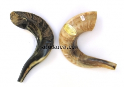 Shofar for Kids by aJudaica