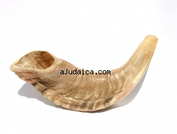 Rams Horn Shofar sizes 10"-16" - Natural by aJudaica
