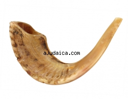 Rams Horn Shofar sizes 15"-18" - Natural by aJudaica