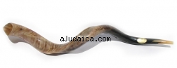 Extra Large Yemenite Polished Shofar by aJudaica