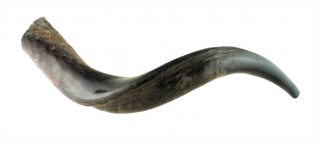 Small Yemenite Shofar - Half Polished Half Natural by aJudaica