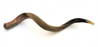Extra Large Yemenite Shofar - Half Polished Half Natural by aJudaica