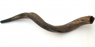 Medium Yemenite Shofar - Natural by aJudaica
