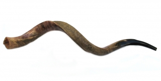Jumbo Yemenite Shofar - Half Polished Half Natural by aJudaica