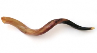 30 Large Yemenite Polished Shofars size 37"-40" by aJudaica
