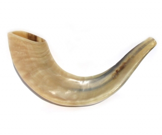 Small Rams Horn Shofar - Polished by aJudaica