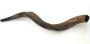 Medium Yemenite Shofar - Natural