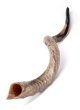 Shofar