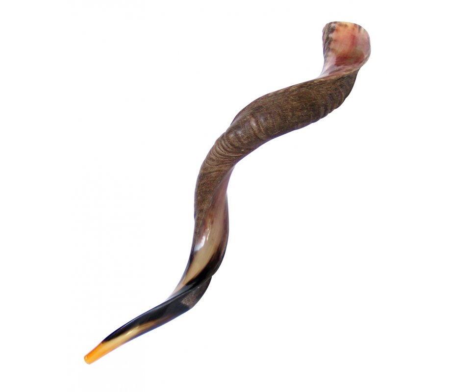 Extra Large Yemenite Shofar Half Polished Half Natural