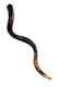 Collectors Hand Painted Yemenite Shofar - Lion of Judah