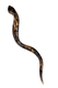 Collectors Hand Painted Yemenite Shofar - Gold Grapevine