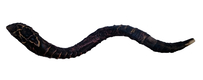 Majestic Leather-bound Jumbo Yemenite Shofar - Star of David Design