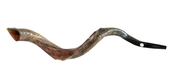 Half Natural Half Polished Nostalgic Crown Yemenite Shofar