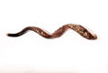 Hand Sculpted Yemenite Shofar - Seven Species