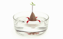 Seed Growing Lifebuoy