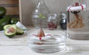 Seed Growing Lifebuoy