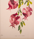YehuditsArt Drawing with Letter Art for Wall Decor - Pomegranates