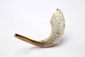 Decorated Hand Painted Ram's Horn Shofar Decorative Leaf Design