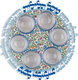 Dorit Judaica Indian Flowers Seder Plate with Glass Bowls