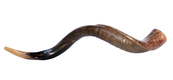 Large Yemenite Kudu Shofar - Half Polished Half Natural