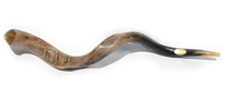 Extra Large Yemenite Shofar Kudu Polished