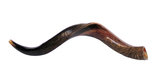 Medium Yemenite Kudu Shofar - Half Polished Half Natural