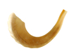 Large Ram's Horn Kosher Shofar Polished Made in Israel