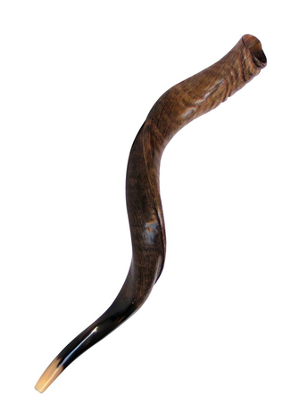 Medium Yemenite Shofar Natural Finish
