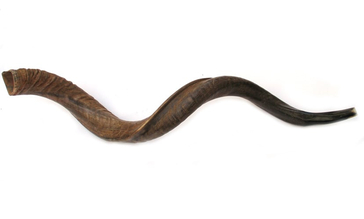 Jumbo Yemenite Natural Shofar