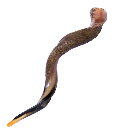 Extra Large Yemenite Kudu Shofar - Half Polished Half Natural