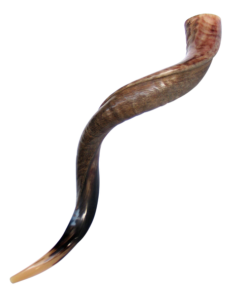 Large Yemenite Kudu Shofar - Half Polished Half Natural