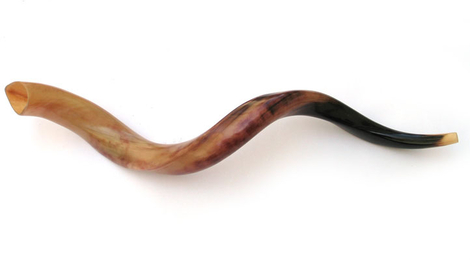 Large Yemenite Polished Shofar
