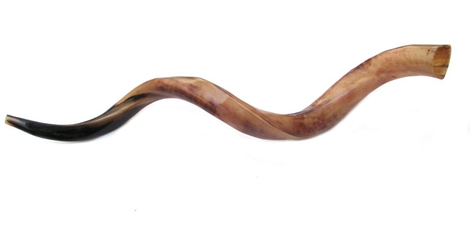 Jumbo Yemenite Polished Shofar