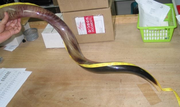 Measuring Shofar Size